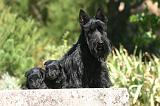 SCOTTISH TERRIER 274